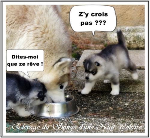 Portée de Lakmé (17 août 2023)