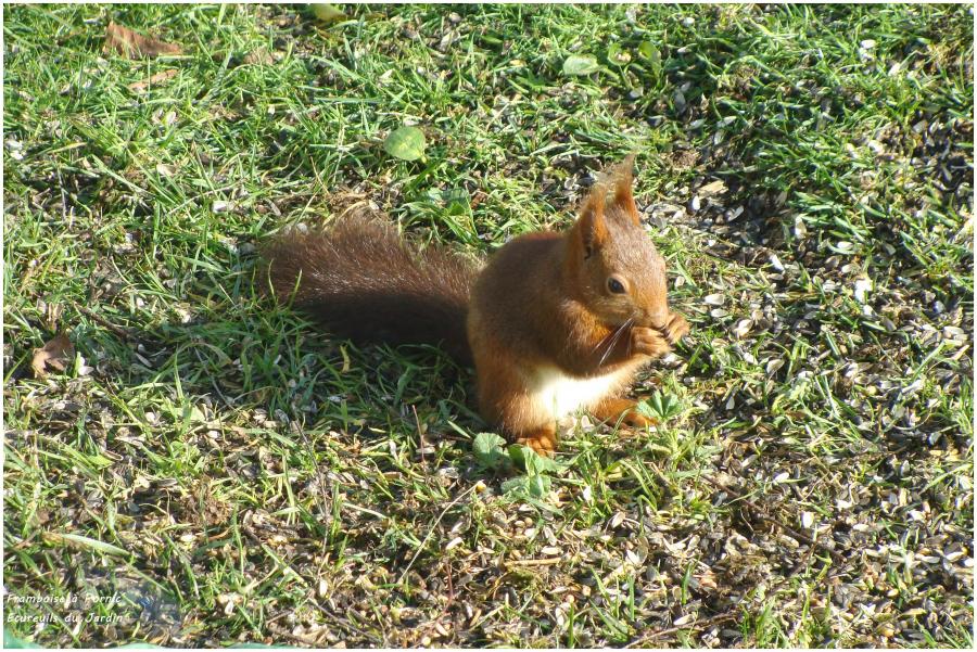 En compagnie des écureuils du jardin