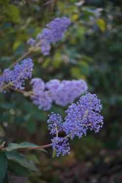 Arc en ciel de Novembre