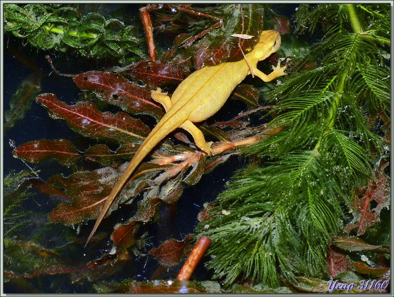 Triton palmé femelle (Lissotriton helveticus) - Lartigau - Milhas - 31