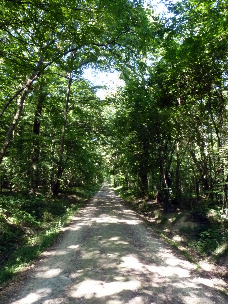 Forêt de Verrières