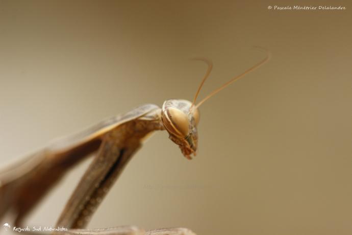 Mantis religiosa forme brune immature - Mante religieuse