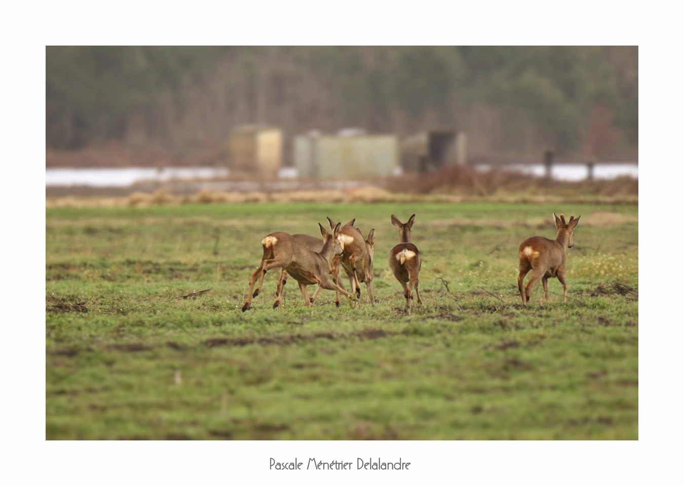 Famille de Chevreuils