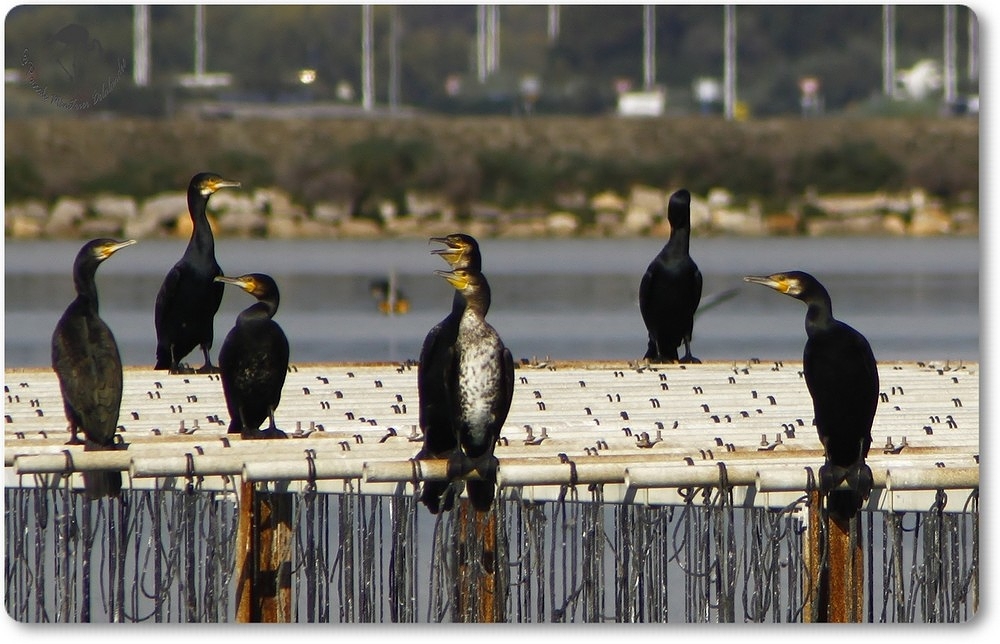  Grands Cormorans (Etang du Prévost)...
