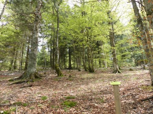 Trèvezel (L'Espérou - Aigoual)