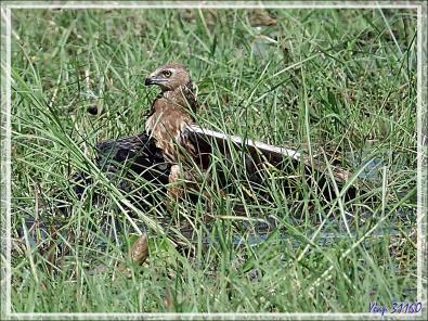 L'attaque d'un Busard grenouillard (Circus ranivorus) sur un autre oiseau (cormoran ?) - Safari nautique - Parc National de Chobe - Botswana