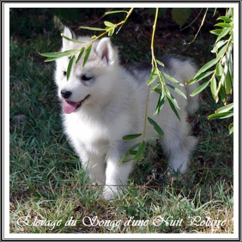 Chiot Husky Femelle 1 (45j)