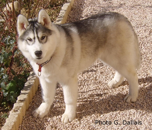 Fenzo 5,5 mois