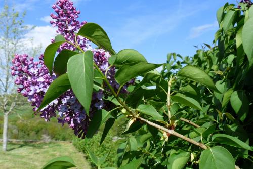 Lilas (bis) :