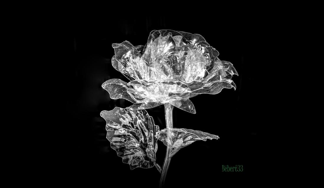 une rose spéciale en cadeau