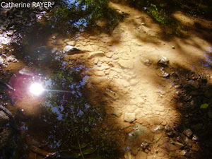 Les reflets de lumière de Cat