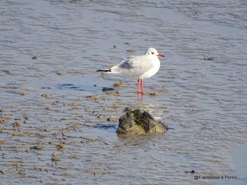Les oiseaux à la Coupelasse octobre 2018