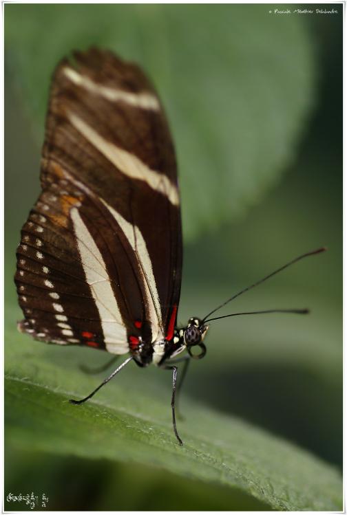 Héliconius charithonia - Héliconiidae - Costa Rica