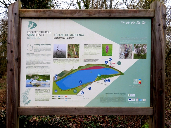 Une belle balade aux bords du lac de Marcenay, à la recherche de champignons d'hiver...