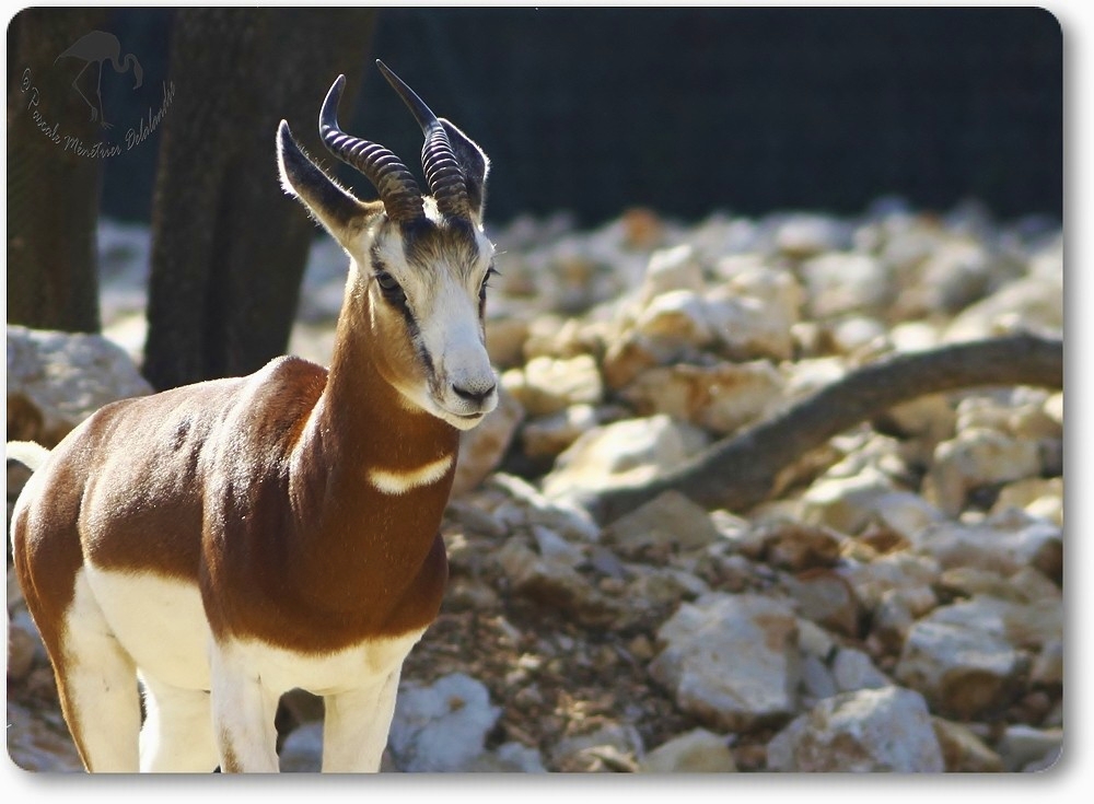 Gazelles de Mhorr au parc Darwin de Montpellier...