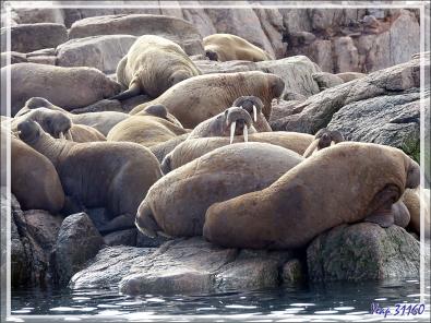 Morse, Walrus, Aiviq (Odobenus rosmarus rosmarus) - Philpots Island - Nunavut - Canad