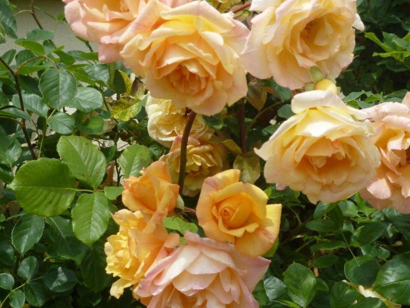 "La vie en rose" ... 