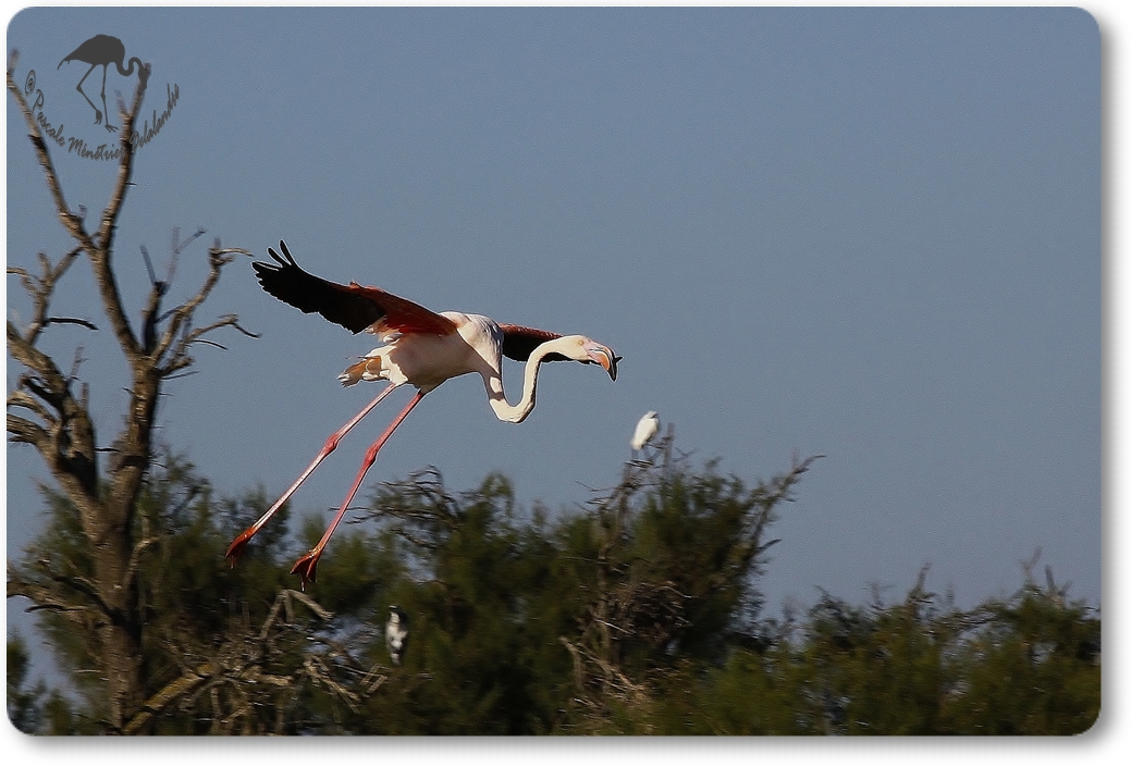 "Atterrissage" de Flamant rose...