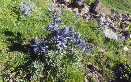 Fleurs cultivées : Panicaut