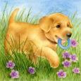 Innocent Puppies (8)