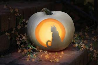 Mais quelles courges !!