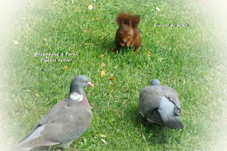 Pigeons ramier et écureuil du jardin 