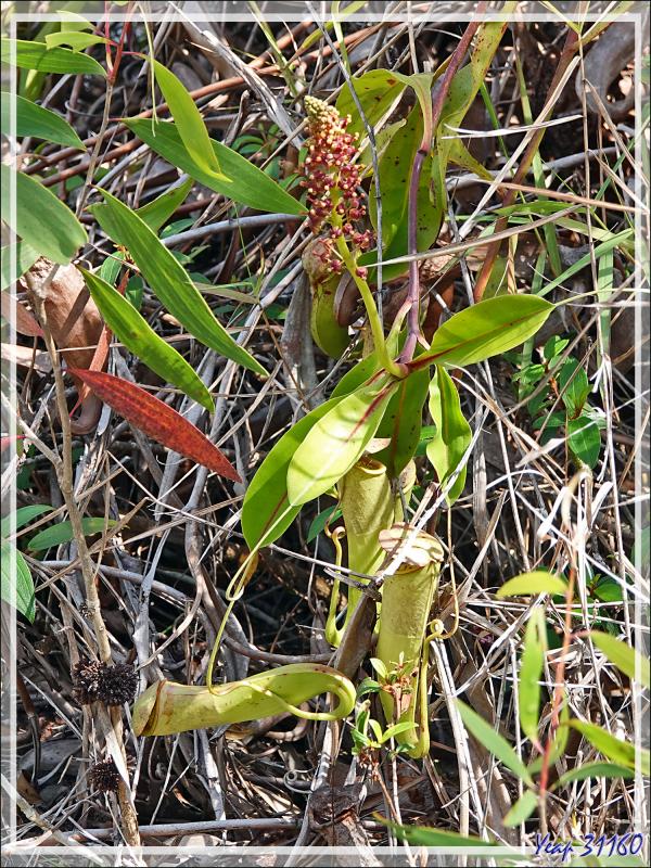Un peu de botanique au retour des sources chaudes de Dei-Dei - Fergusson Island - Papouasie Nouvelle-Guinée (Papua New-Guinea)