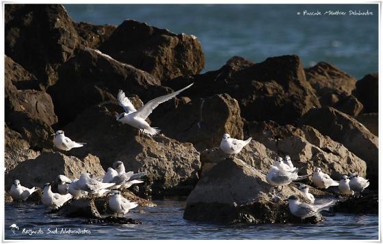 Sterne caugek - Thalasseus sandvicensis - Sandwich Tern