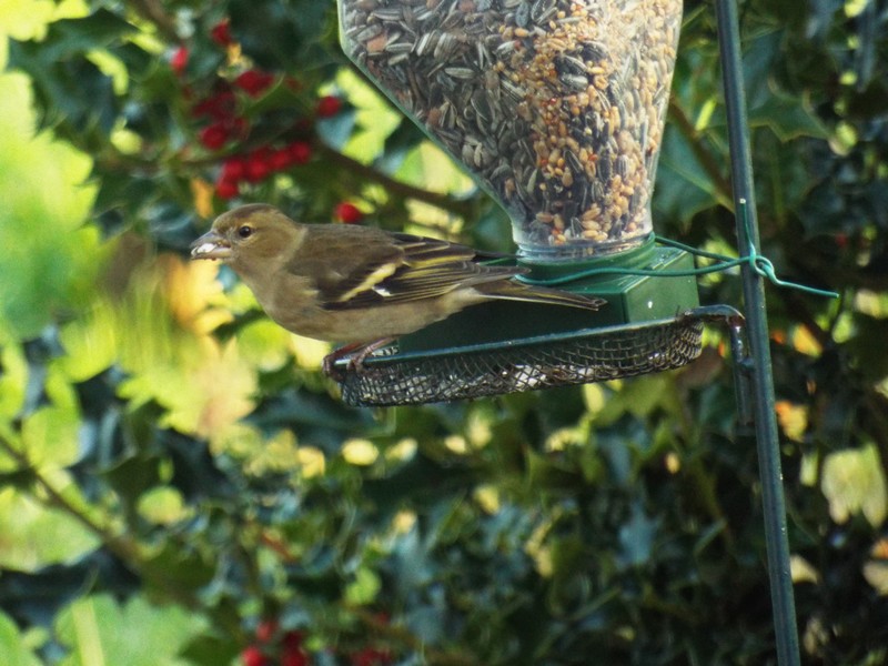 les oiseaux en hiver 