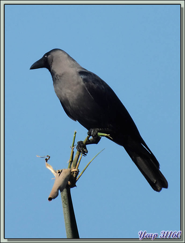 Blog de images-du-pays-des-ours : Images du Pays des Ours (et d'ailleurs ...), Corbeau familier (Corvus splendens) - Lac Phewa - Pokhara - Népal