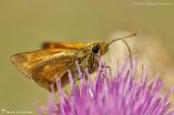 Hesperiidae