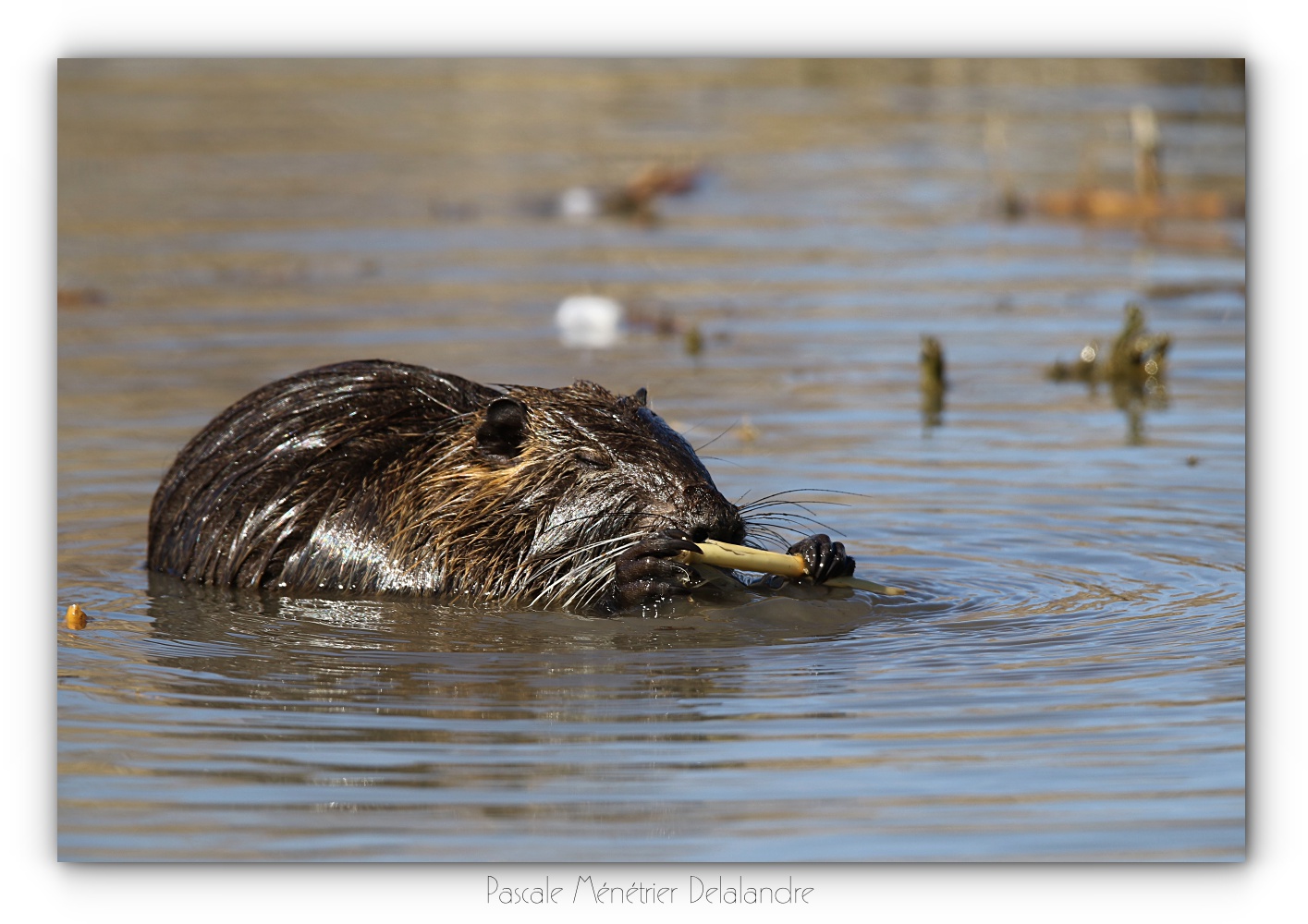 Instant repas d'un Ragondin (Myocastor coypus)