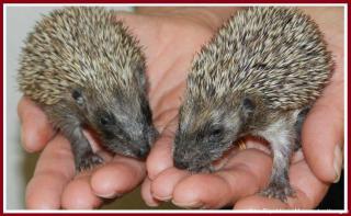 http://lancien.cowblog.fr/images/Animaux5/herisson.jpg