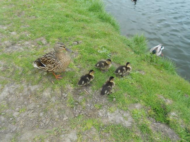 Comment apprivoiser un couple de cygnes !