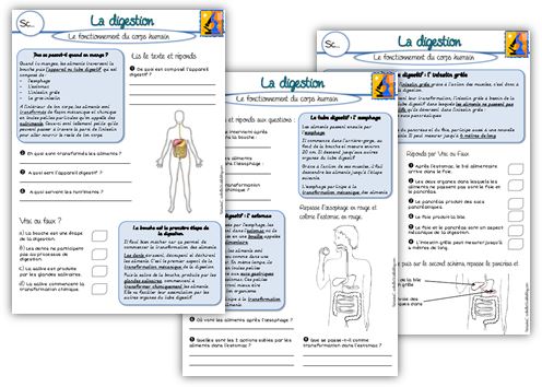 La digestion (séquence CM1) – Gomme & Gribouillages