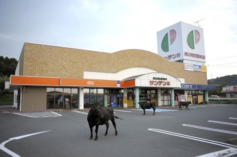 Fuku-vaches-parking.jpg