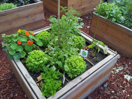 Potager en carré