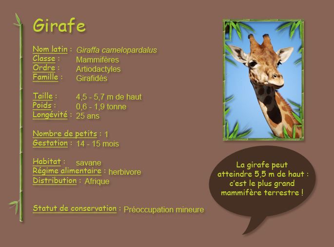 Girafes