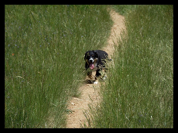 Tranches de vie d'un Australian Shepherd