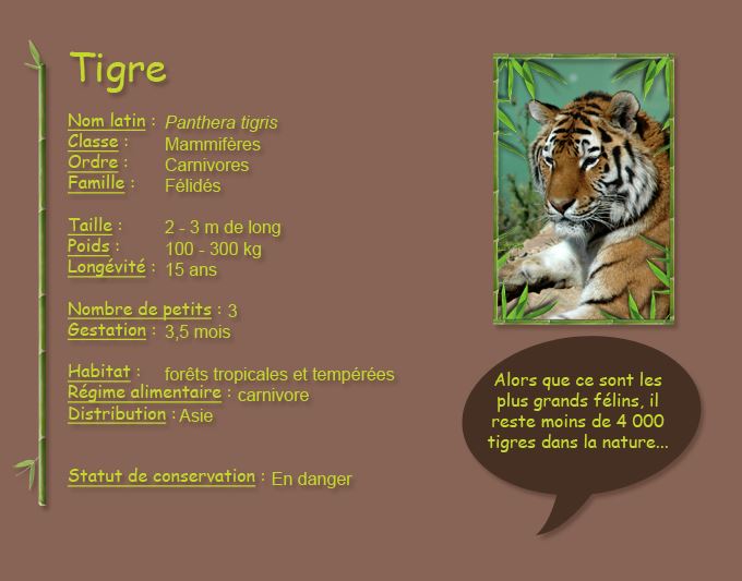 Tigre endormi