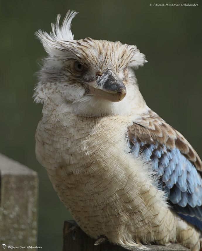 Martin-chasseur à ailes bleues