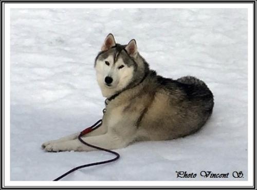 Huskys dans la neige (janvier 2020)