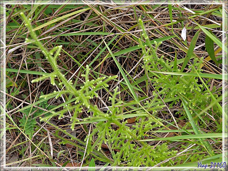 Un peu de botanique au retour des sources chaudes de Dei-Dei - Fergusson Island - Papouasie Nouvelle-Guinée (Papua New-Guinea)