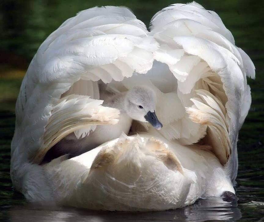 Cygne petit sur dos maman