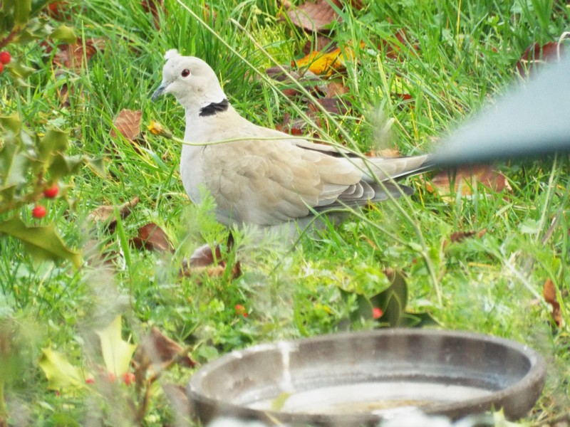 Ouh ! les oiseaux et notre houx ! 