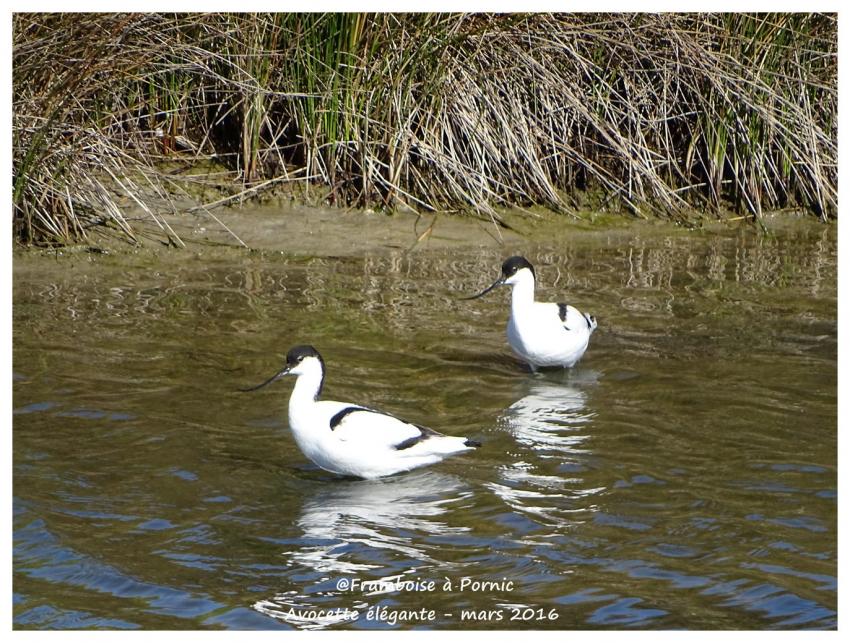 Avocette élégante - Mars 2016