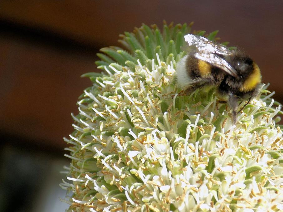 Cardères cultivées et butineurs