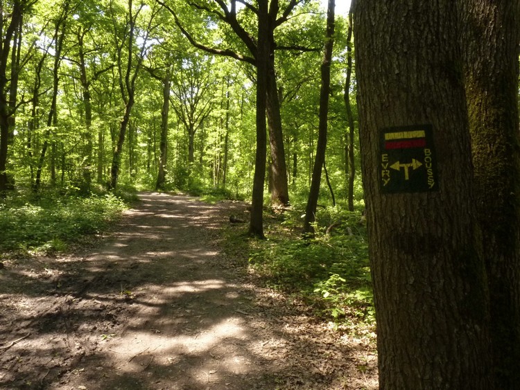Forêt de Sénart