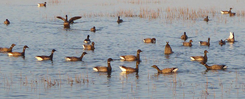 Quand les oies bernaches papotent en pêchant...