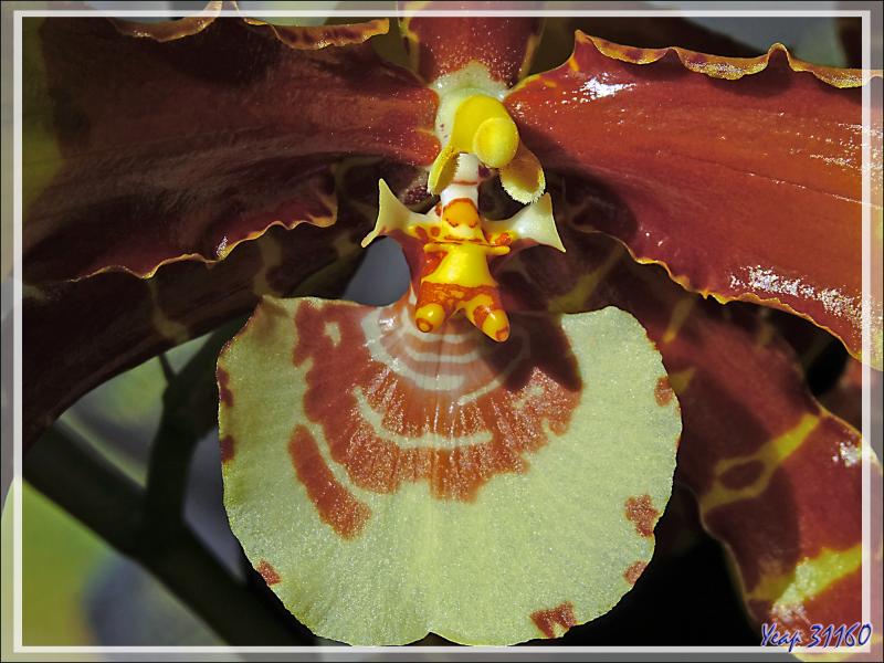 Orchidée Rossioglossum grande et son éperon - Lartigau - Milhas - 31
